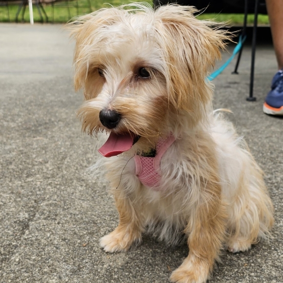 Meet your Posher, L. michell - Picture 3 of 4